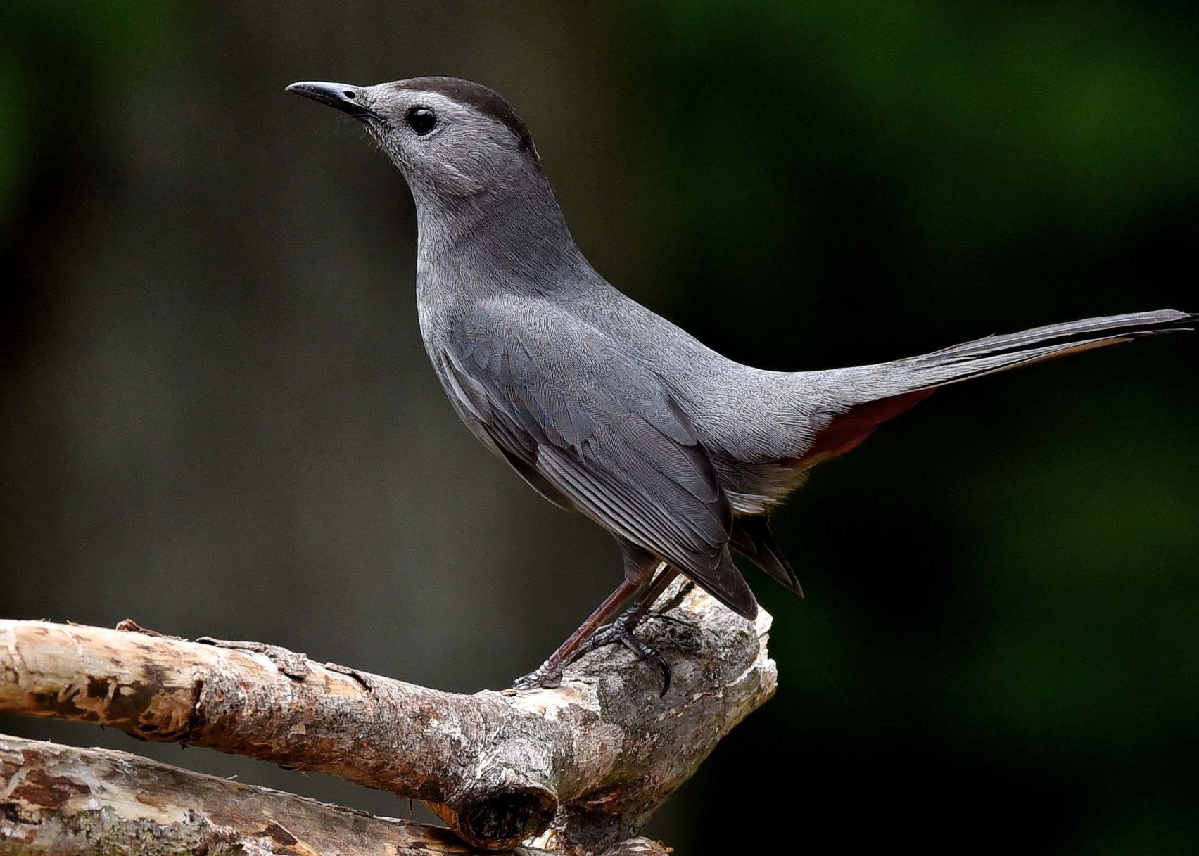 Gray catbird